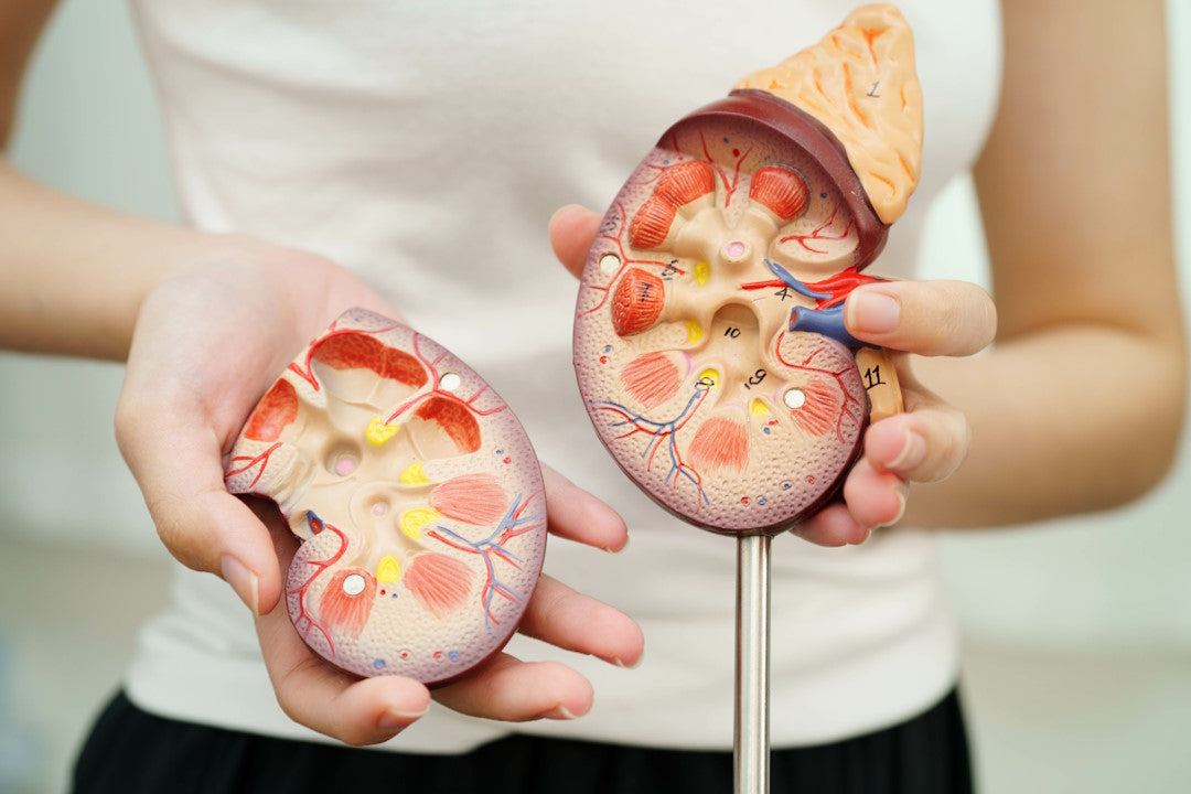 Frau hält anatomisches Modell einer Niere vor ihrem Körper
